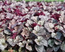 Heuchera 'Silver Scrolls'