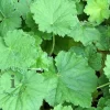 Heuchera villosa 'Chantilly'