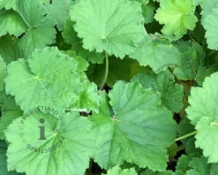 Heuchera villosa 'Chantilly'