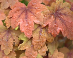 Heucherella 'Sweet Tea'