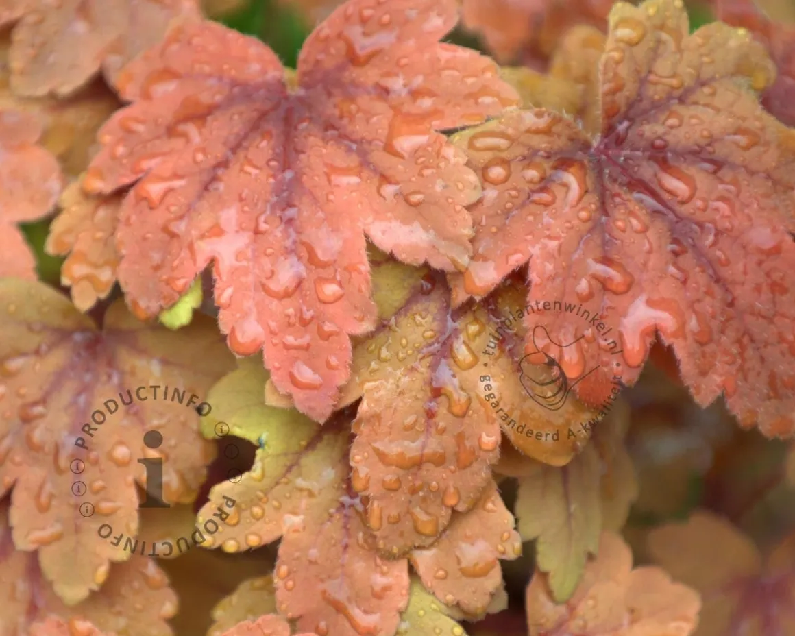 Heucherella 'Sweet Tea'
