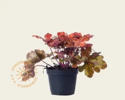 Heucherella 'Sweet Tea'