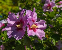 Hibiscus 'Flower Tower Purple' - beveerd