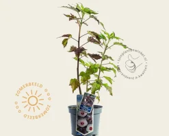 Hibiscus moscheutos 'Carousel Jolly Heart'