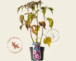 Hibiscus moscheutos 'Pink Candy'