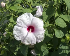 Hibiscus moscheutos 'Sparkle'