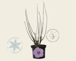 Hibiscus newbiscus 'XXL'  - pink