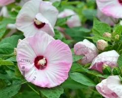 Hibiscus newbiscus 'XXL'  - pink