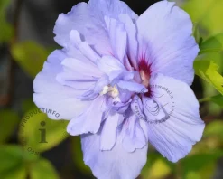 Hibiscus syriacus 'Blue Chiffon' - op stam