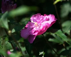 Hibiscus syriacus 'Magenta Chiffon'