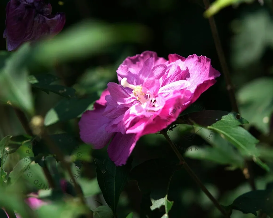 Hibiscus syriacus 'Magenta Chiffon'
