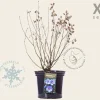 Hibiscus syriacus 'Oiseau Blue' - XL