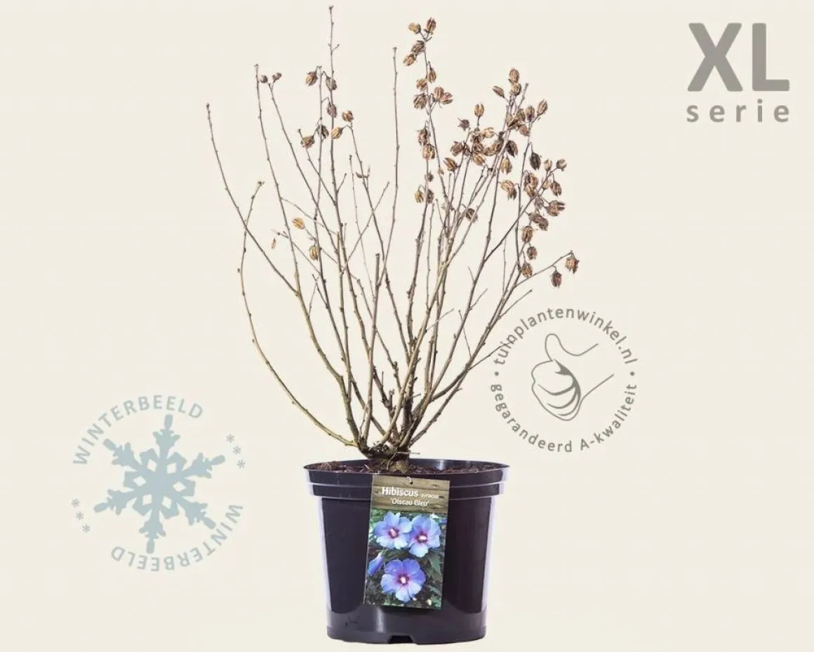 Hibiscus syriacus 'Oiseau Blue' - XL