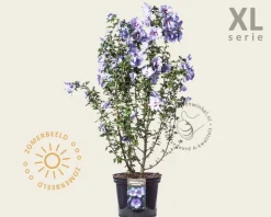 Hibiscus syriacus 'Oiseau Blue' - XL