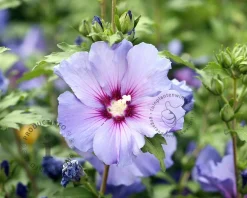 Hibiscus syriacus 'Oiseau Blue' - op stam