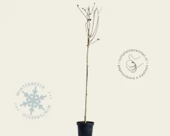 Hibiscus syriacus 'Oiseau Blue' - op stam