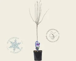 Hibiscus syriacus 'Oiseau Blue' - op stam