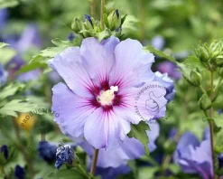 Hibiscus syriacus 'Oiseau Blue'