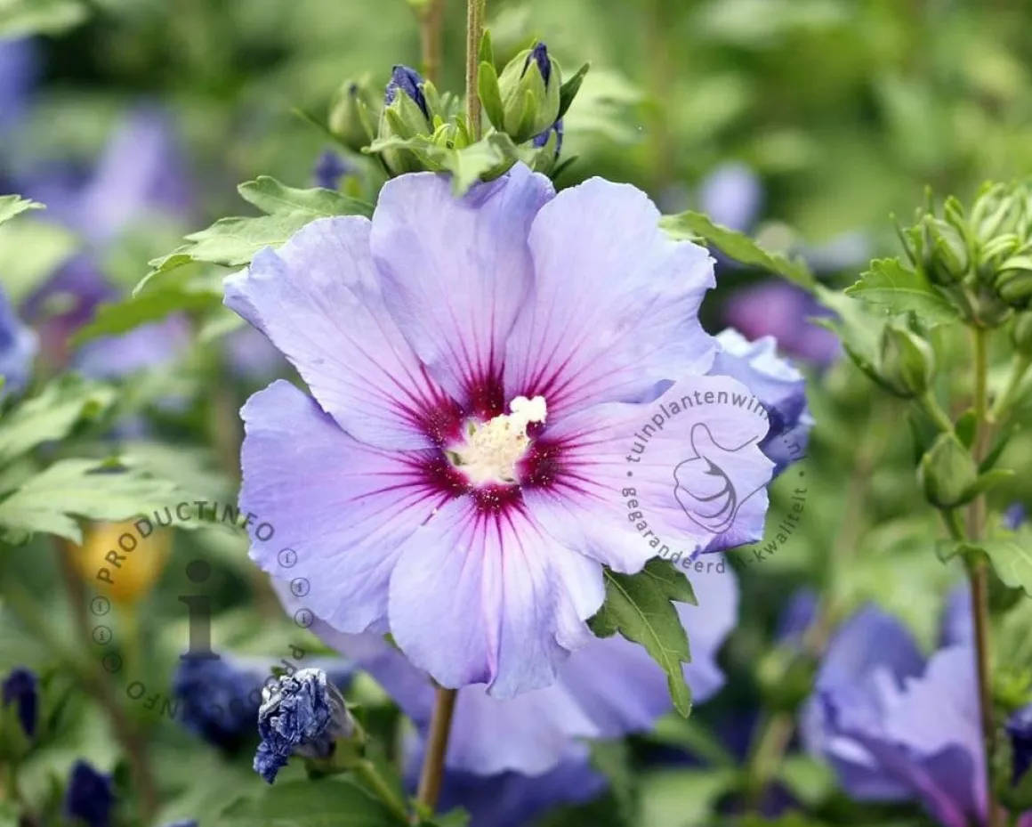 Hibiscus syriacus 'Oiseau Blue'