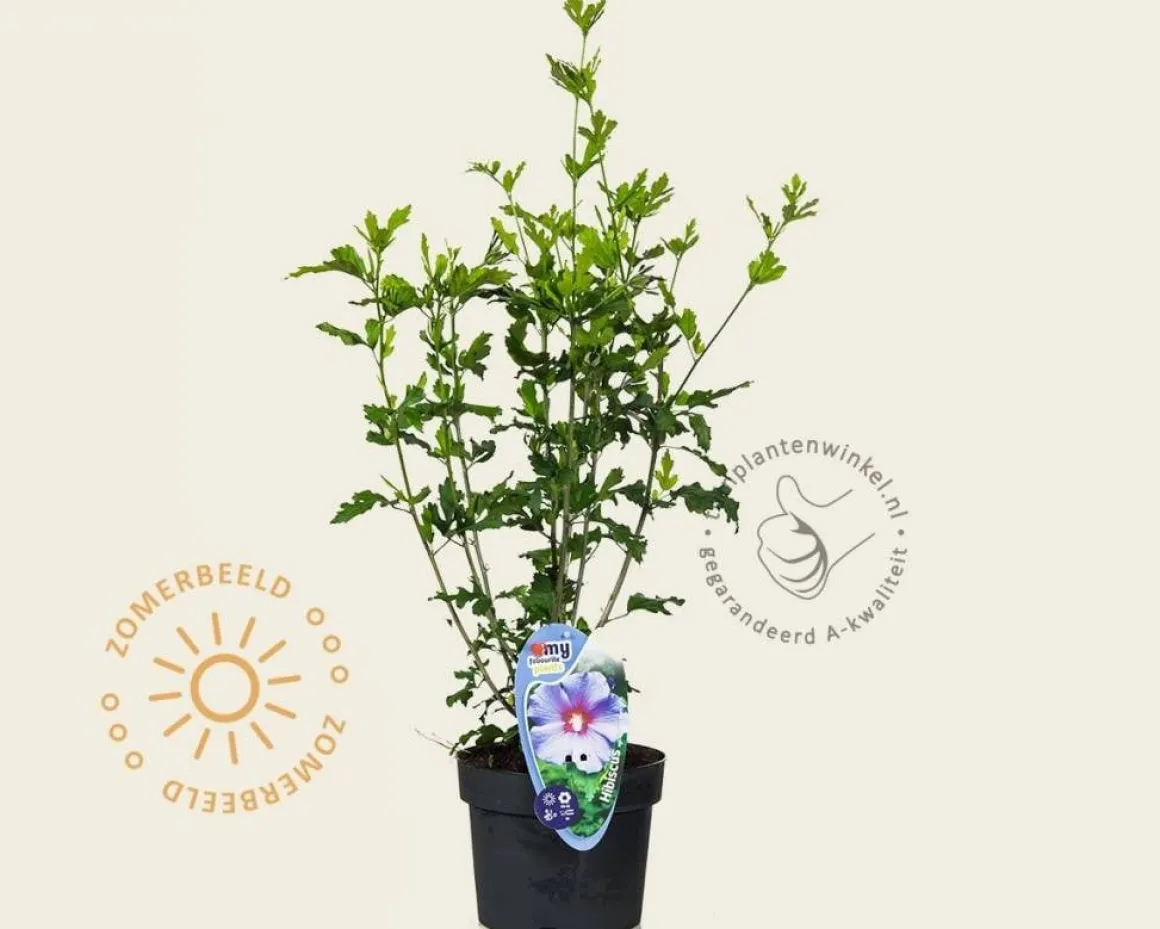 Hibiscus syriacus 'Oiseau Blue'