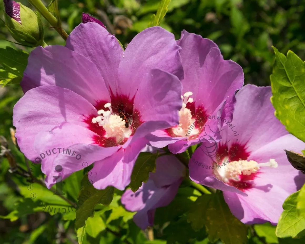 Hibiscus syriacus 'Pink Giant' - XL