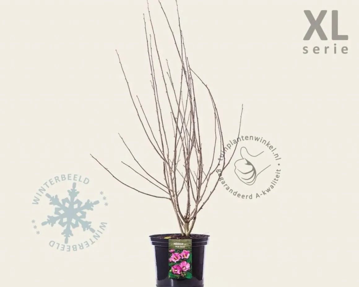 Hibiscus syriacus 'Pink Giant' - XL