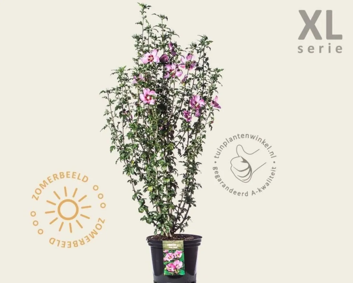 Hibiscus syriacus 'Pink Giant' - XL