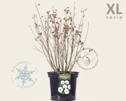 Hibiscus syriacus 'Red Heart' - XL