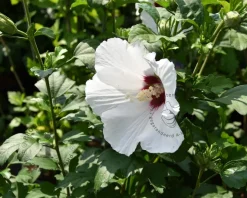 Hibiscus syriacus 'Red Heart' - XL