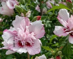 Hibiscus syriacus 'Starburst Chiffon'