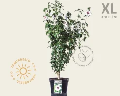 Hibiscus syriacus 'Sup Heart' - 'Minomb' - XL