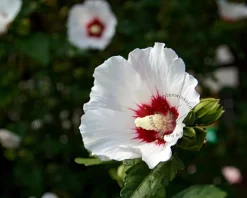 Hibiscus syriacus 'Sup Heart' - 'Minomb' - XL
