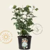Hibiscus syriacus 'Totus Albus'