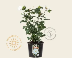 Hibiscus syriacus 'Totus Albus'