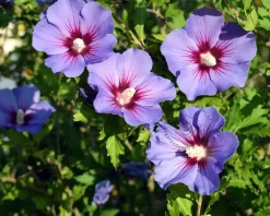 Hibiscus syriacus 'Ultramarine' - 'Minultra' - XL