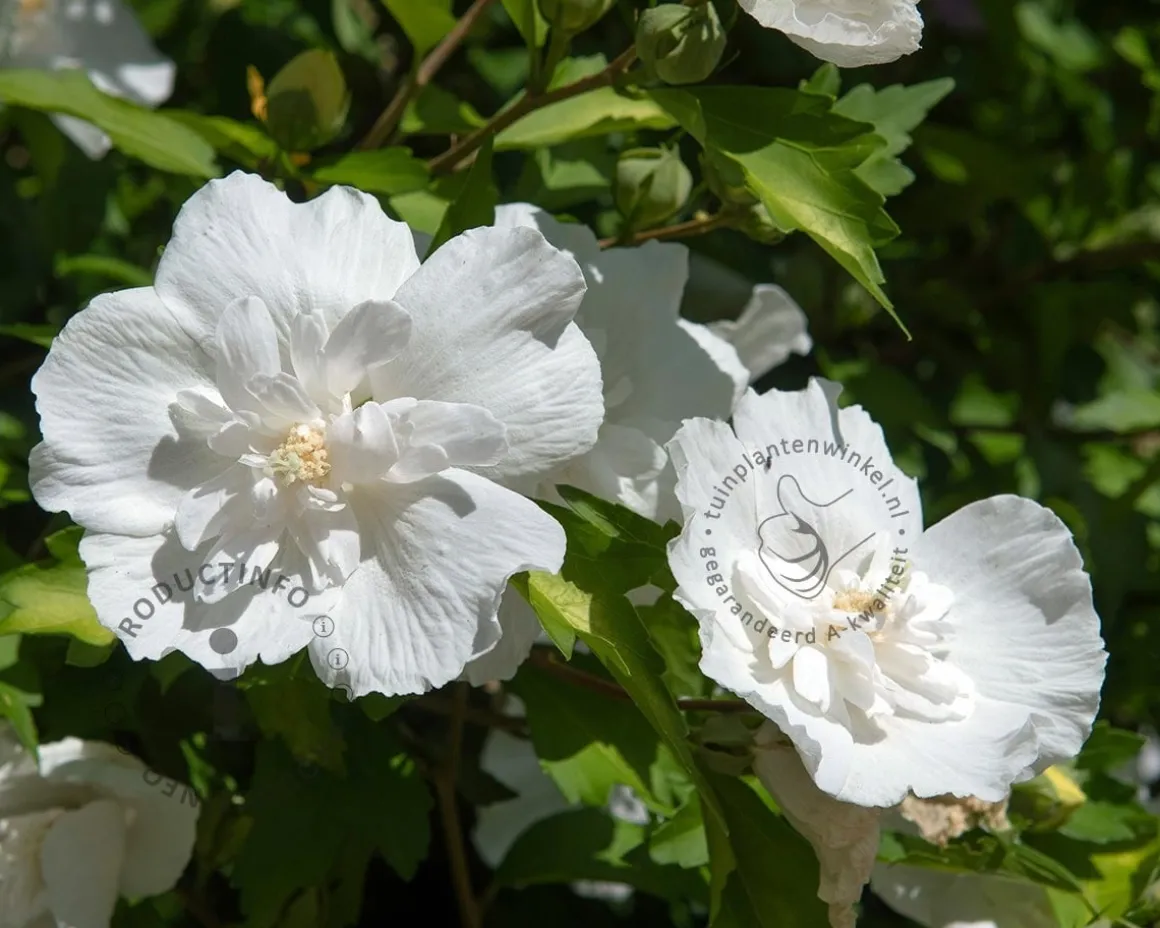 Hibiscus syriacus 'White Chiffon'