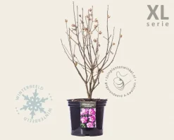 Hibiscus syriacus 'Woodbridge' - XL