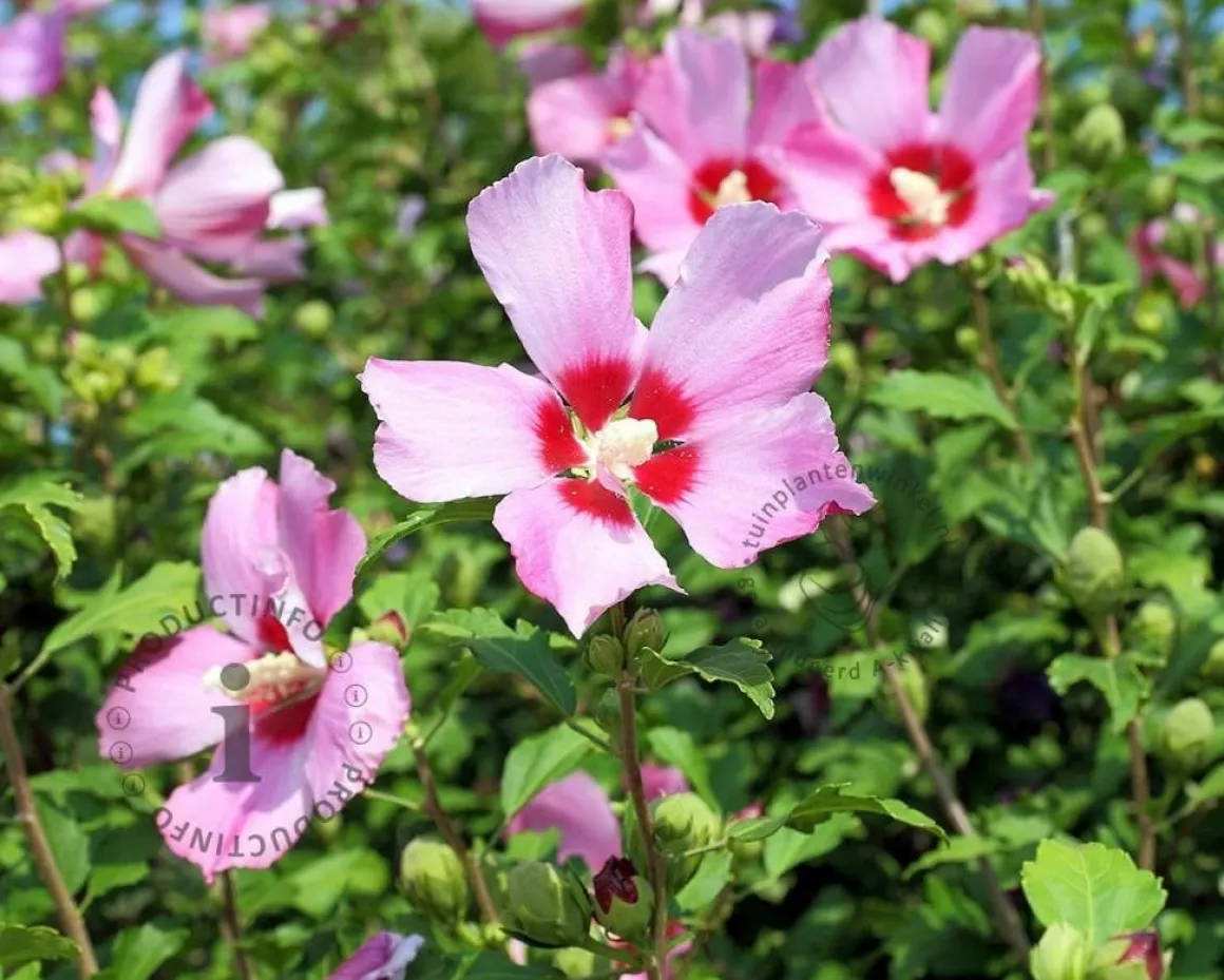 Hibiscus syriacus 'Woodbridge'
