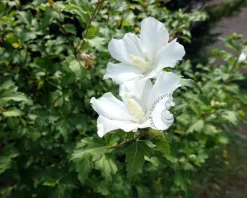 Hibiscus syriacus 'W. R. Smith' - XL