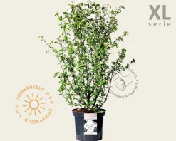 Hibiscus syriacus 'W. R. Smith' - XL