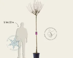 Hibiscus x 'Resi' - 180 cm stam