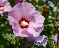 Hibiscus x 'Resi' - 180 cm stam