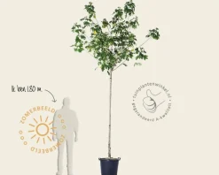 Hibiscus x 'Resi' - 180 cm stam