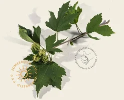 Hibiscus x 'Resi' - 180 cm stam
