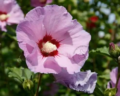 Hibiscus x 'Resi' - 180 cm stam