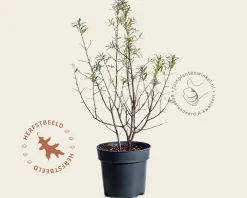 Hippophae rhamnoides 'Friesdorfer Orange'
