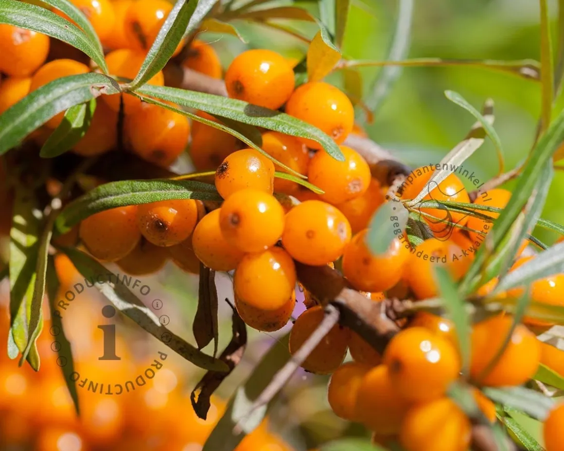 Hippophae rhamnoides 'Friesdorfer Orange'