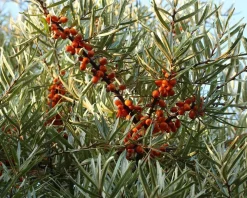 Hippophae rhamnoides 'Leikora'