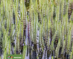 Hippuris vulgaris