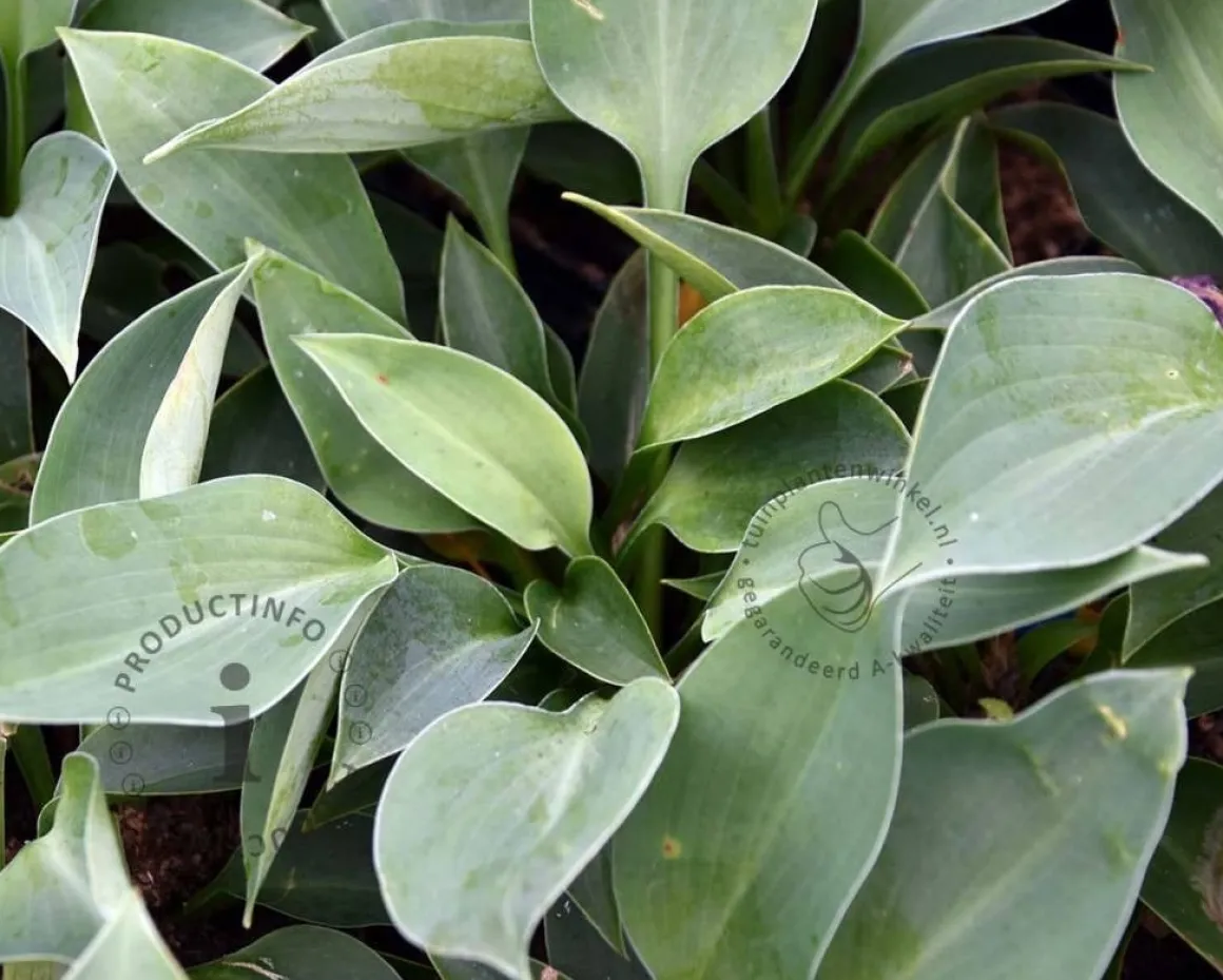 Hosta 'Blue Cadet'